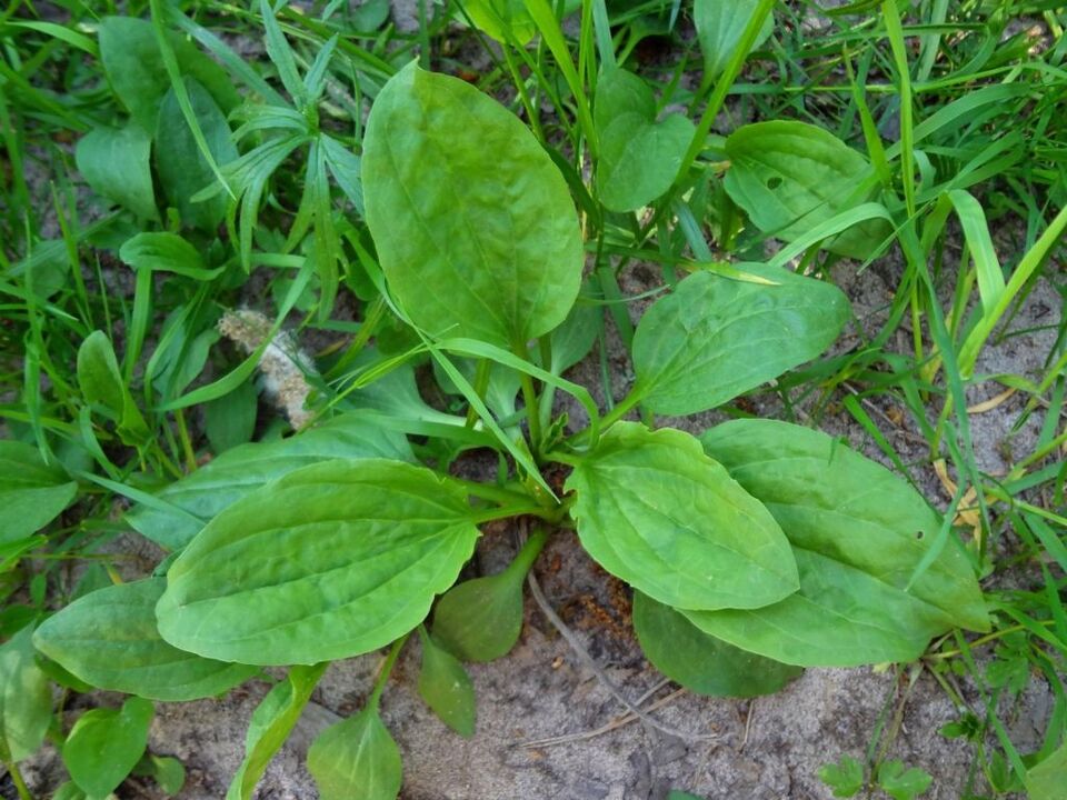 plantain pour le traitement de la prostatite