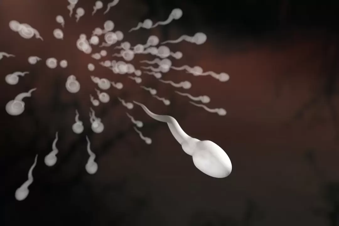 les spermatozoïdes et leurs modifications dans la prostatite